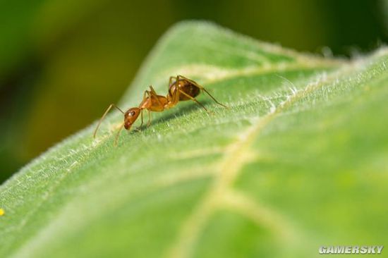 科学家发现蚂蚁可以“嗅出”癌症 比狗做得更出色