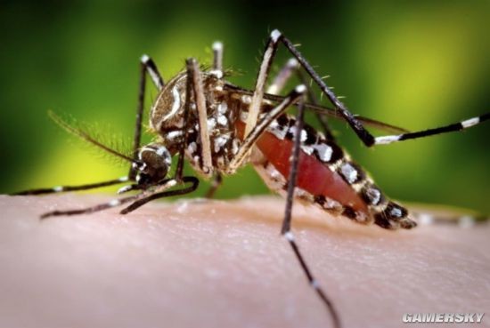 靠谱生物灭虫:英国公司将在美国释放20亿转基因蚊子