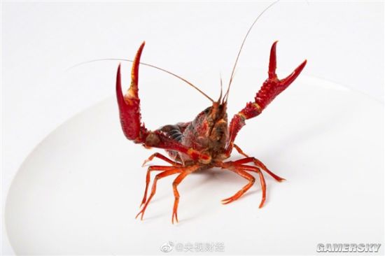 日本立法禁售小龙虾 视其为外来入侵物种