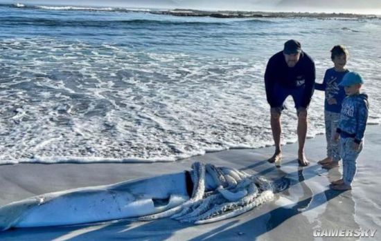 3.5米长巨型鱿鱼尸体出现在南非海滩 被船只碰撞致死
