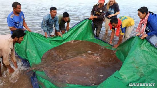 湄公河捕获全球最大淡水鱼 重300公斤的黄貂鱼