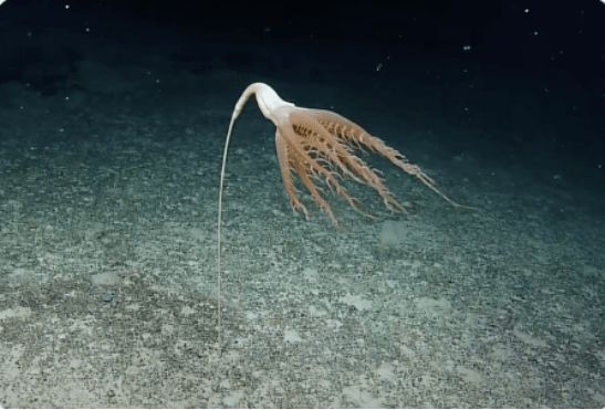 科学家在太平洋发现2米长“海笔” 可能是这个海洋盆地新物种