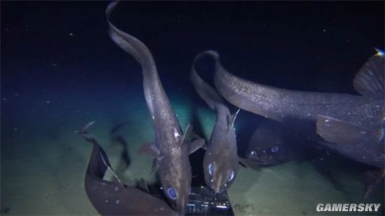 日本发现全球最大深海硬骨鱼 水下2000多米栖身