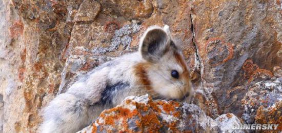 世界濒危物种伊犁鼠兔现身天山 目前不足1000只