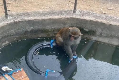 南京网红流浪猴放归动物园猴山 “猴界”反应激烈