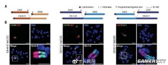 全球首次！我国科学家实现哺乳动物完整染色体重排