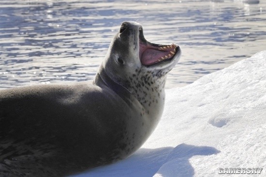 科学家撸完海豹要扇一耳光 让它记住人类的残酷？