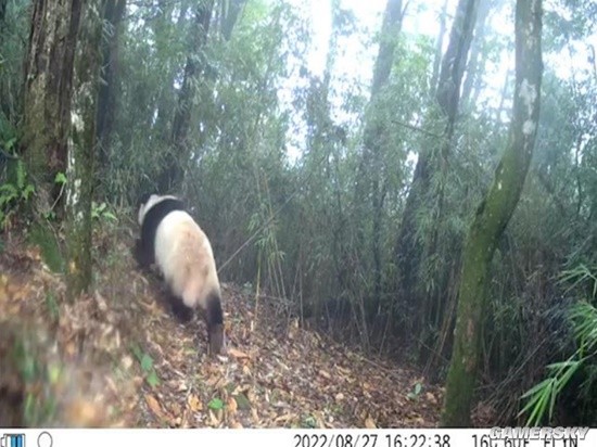 野生大熊猫罕见倒立“方便” 被红外相机逮个正着