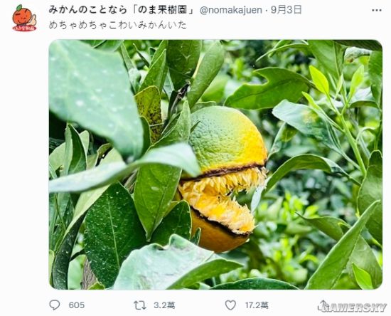 摸鱼5分钟：野外灭绝的长江鲟又被发现？“毒液”橘子很渗人