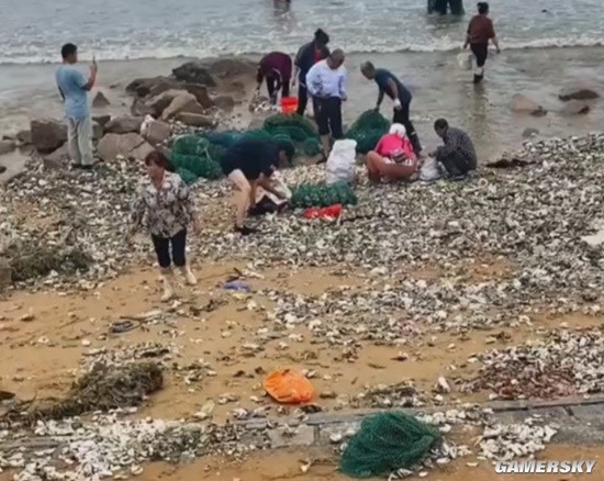 台风过后青岛海滩上尽是海鲜 众多市民提桶赶海