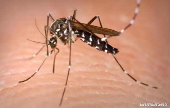 科学家设计出新型蚊子：寿命缩短、无法传播疟疾