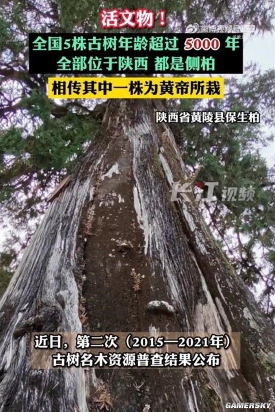 全国仅有5株的5000岁古树都在陕西 其中一株相传为黄帝所栽