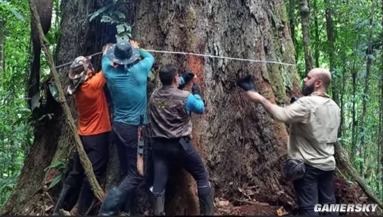 巴西亚马孙地区发现88.5米大树 为世界最高之一