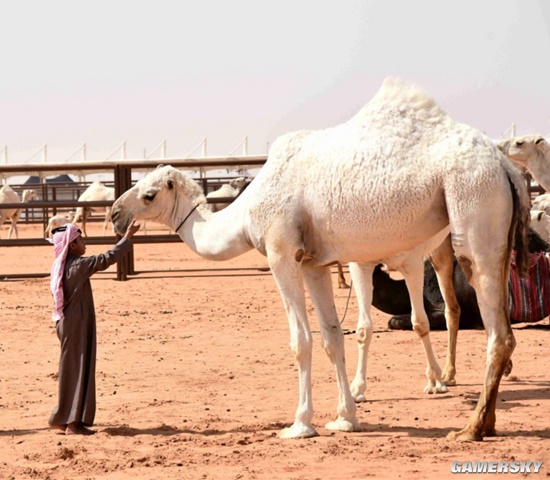 卡塔尔“最美骆驼”比赛 整容骆驼将被判犯规