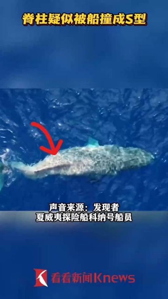 脊柱疑似被船撞成S型 “鲸坚强”蛙泳完成5000公里迁徙