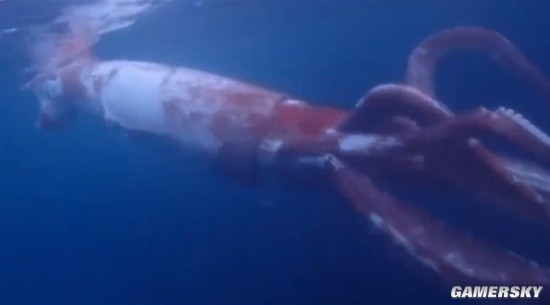 日本潜水员夫妇拍摄到巨型乌贼：长约2.5米 眼睛巨大