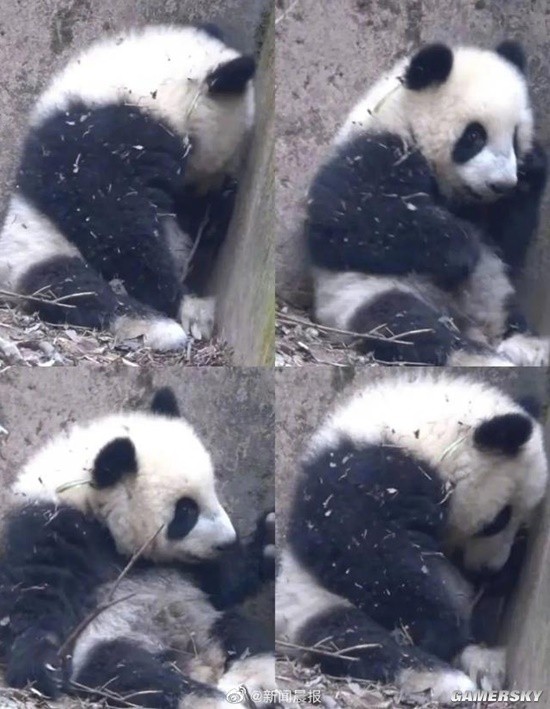 大熊猫福菀被游客泼水后躲在角落里 引广大网友怜惜