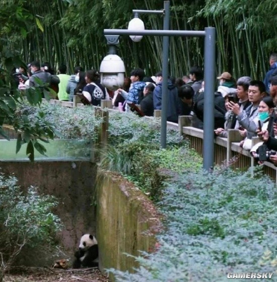 游客不文明观看熊猫频发 熊猫基地考虑建黑名单制度