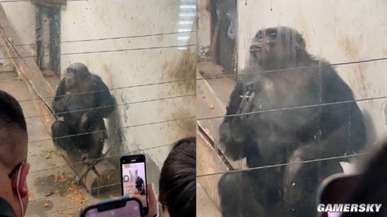 动物园回应猩猩抽烟吐烟圈 游客点烟后扔进去