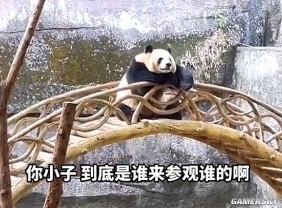 重庆动物园大熊猫反向参观游客 网友:就差瓜子饮料了