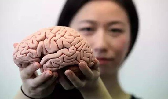 研究发现人类大脑在持续增大 或可减轻痴呆风险