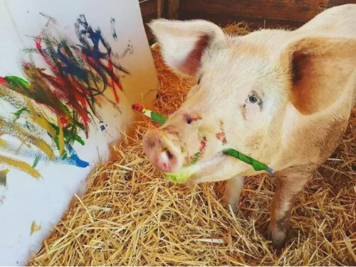 懂绘画的网红猪“猪加索” 最新画作卖出了2万英镑