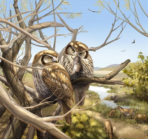 中国发现最早猫头鹰化石 600万年前还在白天捕猎