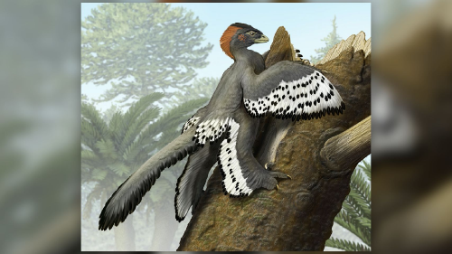 科学家揭示恐龙的真实颜色 迅猛龙长有金属光泽羽毛