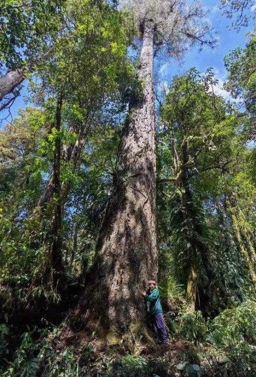 76.8米！中国新树王 西藏发现中国大陆已知最高的树