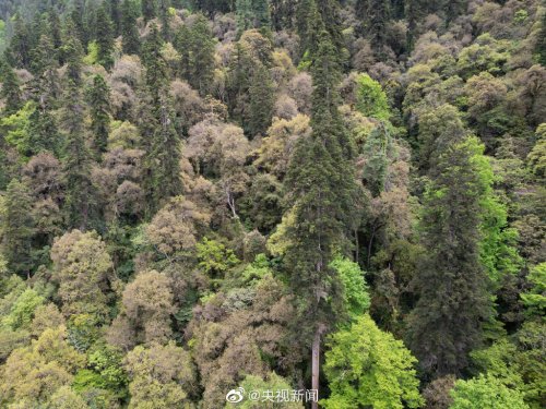青藏科考发现迄今中国最高树木 83.2米刷新纪录