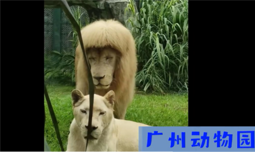 广州“齐刘海”狮子换回“大背头” 对比画面笑喷