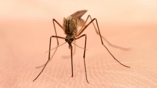 蚊子都讨厌996 研究称睡眠不足的蚊子不愿咬人