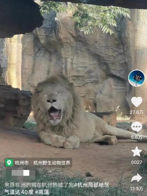 非洲狮在杭州热成了“狗” 官方：已放置冰块降温