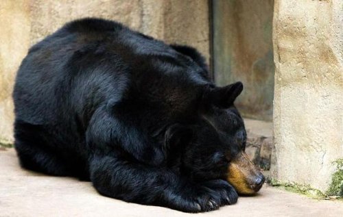 研究发现黑熊血清可防肌肉萎缩 冬眠过后依然凶悍