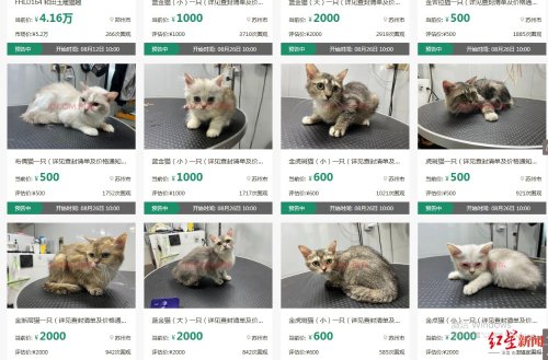男子欠钱不还12只猫咪被拍卖抵债 网友：猫的报恩