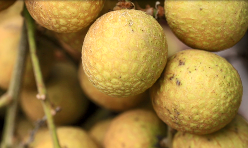 世界首个龙眼与荔枝杂交品种诞生 15年攻关取名脆蜜