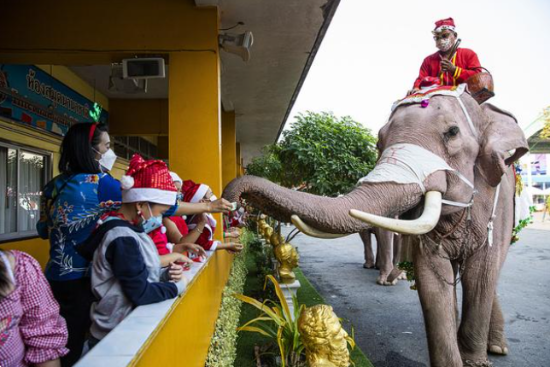旅游业复苏缓慢 泰国大象“失业”只能靠直播赚钱