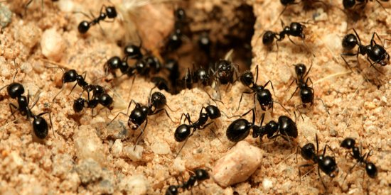 地球上到底有多少只蚂蚁？新研究估算：约有2亿亿只