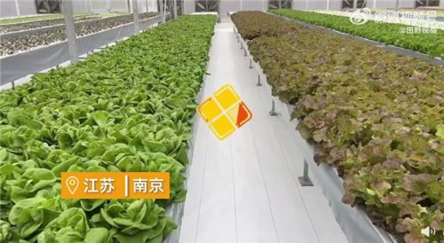 女子建植物工厂让菠菜一年长22茬 网友质疑：安全吗