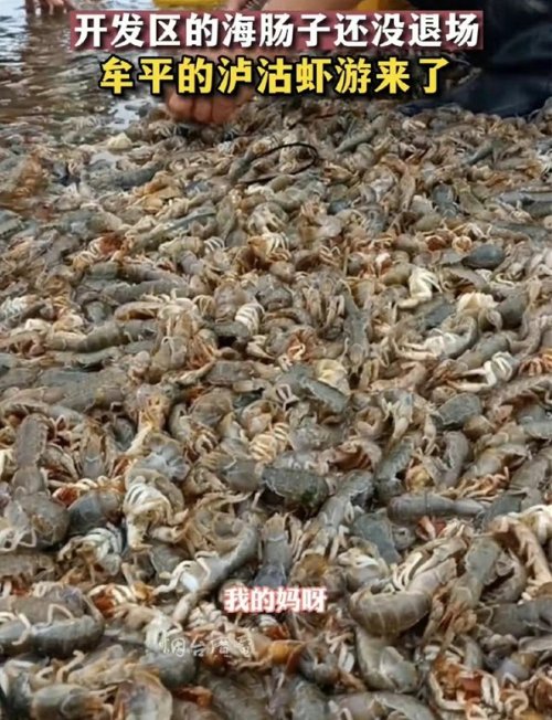 烟台海边出现大量泸沽虾 有人捡了30斤：瞬间实现海鲜自由