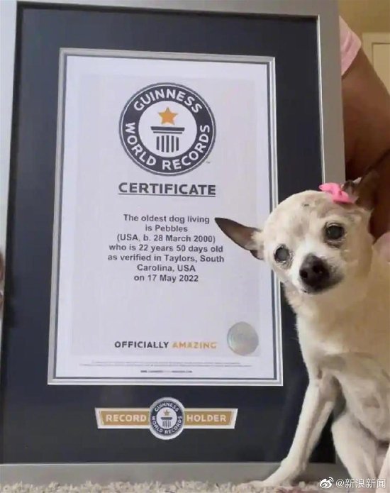 世界最年长的狗“佩布尔斯”本周去世 终年22岁