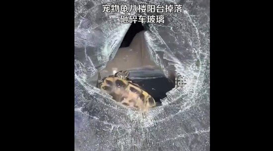 宠物龟从8楼掉落砸碎车玻璃！科普：高空坠物很危险