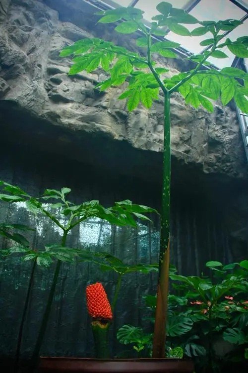 国内首次！国家植物园珍稀濒危植物巨魔芋结实