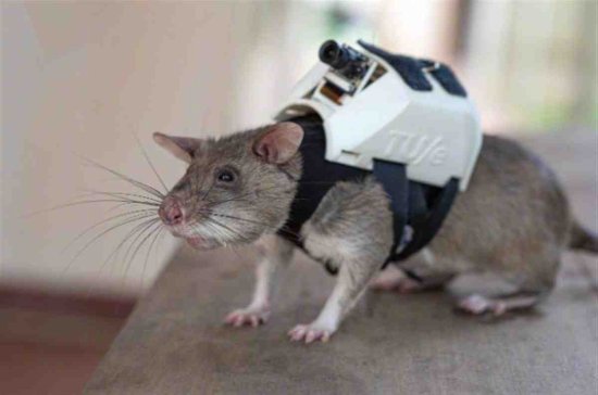 比利时训练老鼠进入废墟搜救幸存者：鼠鼠我呀 来救你咯