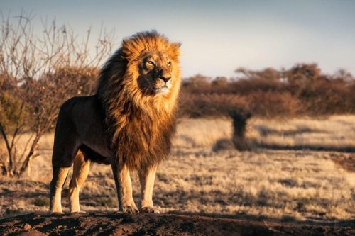 美国动物园公狮年老去世 母狮居然“自动变性”？