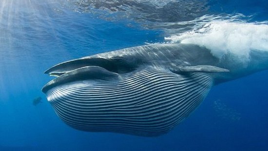 污染太严重！加州一群蓝鲸每天摄食1000万个塑胶微粒