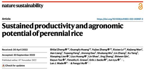 我国成功培育多年生水稻 种一次免耕收获3至4年
