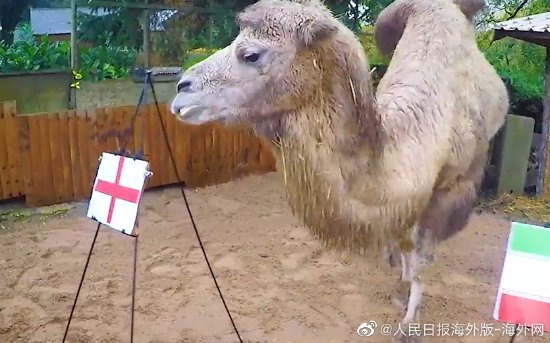 英国骆驼预测世界杯比赛结果：卡塔尔要输咯