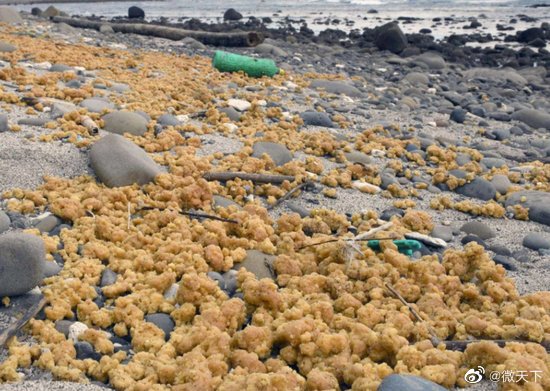日本种子岛漂浮大量黄色物体 专家称极其罕见