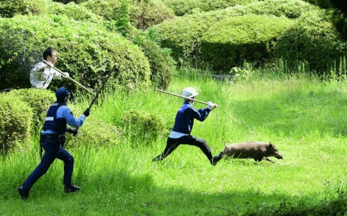 日本一男子饲养野猪宠物散步时走丢身长近1米 游民星空